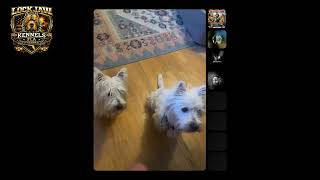 Lockjaw Kennels TikTok LIVE  | Dog Training Basics You Must Know