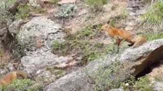 Red fox family in Estes Park, CO. 6.1.15 - six foxes playing together!