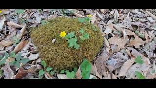 eastern Kentucky April walk