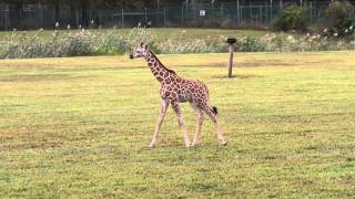 Baby giraffe walking