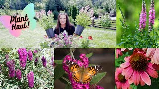 Plant Haul! Butterfly Bush, Veronica, Coneflowers | Serenity Now Garden