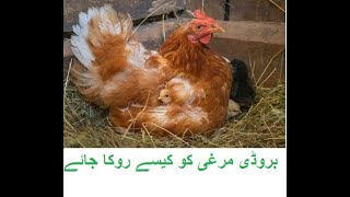 Broody Chicken/ How to stop hen's broodiness? بروڈی مرغی کو کیسے روکا جائے