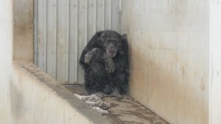 Decky is freezing. I suggested some additional cold weather measures to Tama.　Tama Zoo 202602