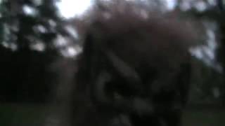 Werewolf Movie Project - Bronxville School 7th Grade