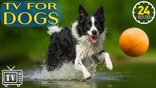 Dog TV: Deep Relaxation Music for Dogs | Calming Videos to Soothe Dogs' Anxiety & Keep Pets Relaxed