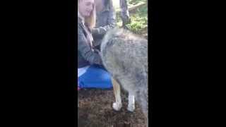 Wolf Pack Howling during "Wolf Visit" in Polar Park, Norway August 2015 .... Part 2