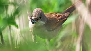 The sound of the Common Whitethroat - Bird Sounds to recognize the common whitethroat | 10 Hours