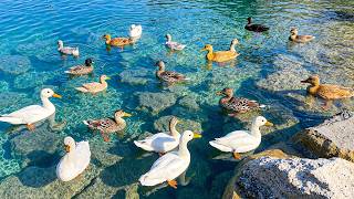Peaceful Ducks on a Crystal Lake 🦆 Relaxing Piano & Nature Sounds for Stress Relief