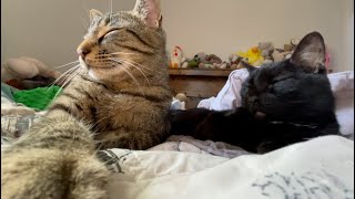 amazing cat vid
