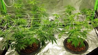 Kush Berry 8 weeks from seed