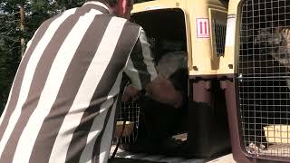 Meet The New Arrivals From Germany! Kraftwork K9 Pro German Shepherd
