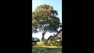 King Edward VII Oak Tree in Stanley Park, Vancouver, B.C., Canada 00041