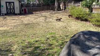 Dogs playing in the sun