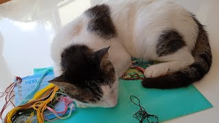 LIVE  - Free books and cross stitch project update  - lets chat