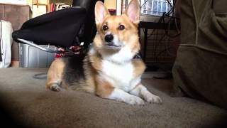 bored corgi is bored