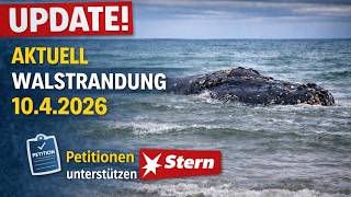 Walstrandung Ostsee: Update zum Buckelwal Timmy bei Poel (Wismar) – aktuelle Lage 10.04.2026