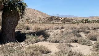Can you spot the Coyote? | Nature&TravelZM