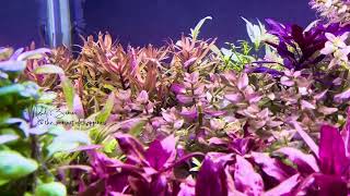 winter of planted tank