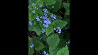 Bloom