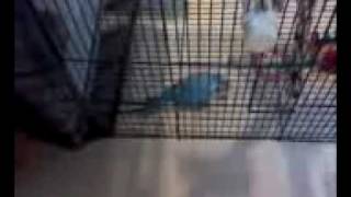 Kazuki Video 1
