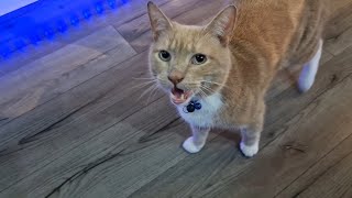 Have you ever seen such a sweet kitty ?Do you think oliver is trying to communicate with me ?