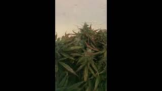 How to grow under Mars Reflector 48 & ProII 80