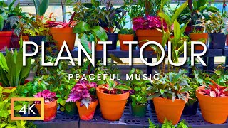 Calming Walk Through with Houseplants & Soft Music | Nature Relaxation for Napping, Studying
