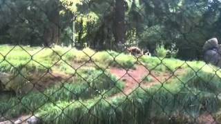 Two gay hyenas making love at the Portland Zoo