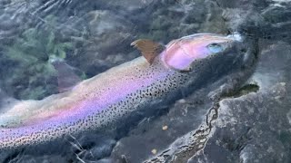 Clinch River Trout fishing in the snow