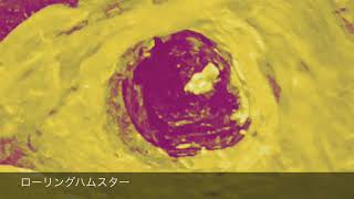 dewo - ローリングハムスター / Rolling Hamster