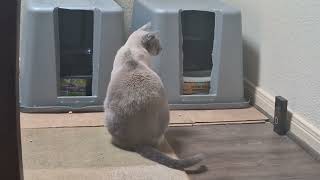 Required Cat Video