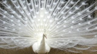 AMAZING Peacock Display - Peacocks Showing Off Feathers || NEW