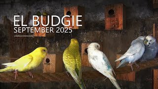 EL BUDGIE: SEPTEMBER 2025, Rolled Oat