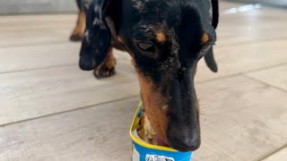MINI DACHSHUND'S UNEXPECTED MACKEREL TASTE TEST 🐟
