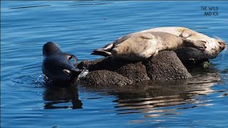 Baby harbour seal tries to turn and almost fell into the water