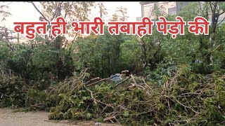 बहुत भारी तबाही पेड़ों की इंदौर में आंधी से हजारों की गिनती में पेड़ गिरा