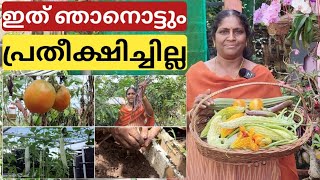 ഈ ചെടി ടെറസ്സിൽ നിന്ന് ഒഴിവാക്കി | Avoided this plant from chilli jasmine terrace garden 