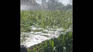 Is your landscape in The Bahamas "Drowning in Drought"?