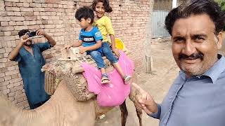 camels in pakistan mangny ka naya tarika