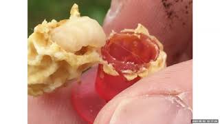 Spring Increase & Swarms, Doolittle Nuc Making, Dr Larry Connor -NY Bee Wellness