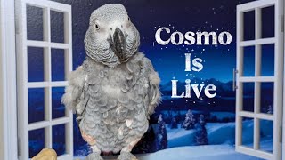 Cosmo the funny parrot is live!