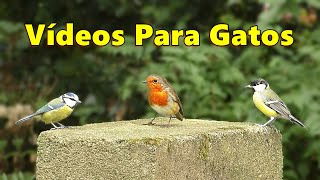 Videos Para Gatos ~ coloridos pájaros del jardín ⭐ 8 Horas ⭐