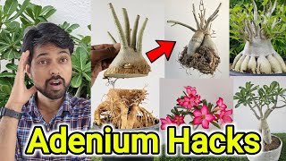 How to Get Adenium Caudex Bigger, How to make Adenium Plant Soil Mix