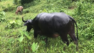 ARE ALL CARABAO’S EASY TO BATH? | DIFFERENT COLOR AND ATTITUDE #carabao#animal#countryside#trending