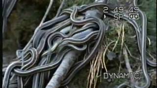 Frank Warwick's world around us: 1998 snake documentary