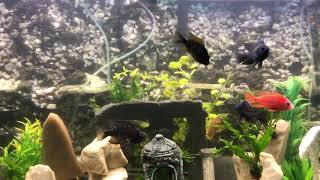Are hap peacock cichlids social community fish?