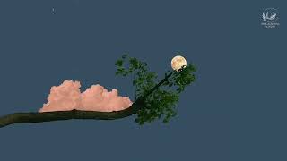 romanticizing studying playlist | relaxing piano sounds | music playlist for studying and working