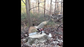 Cutting Over Trees With The Stihl ms 462 c-m