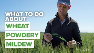 What to do about wheat powdery mildew: Strategies for managing fungicide resistance