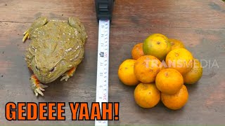 Katak Ini Gede Banget Seukuran 11 Biji Jeruk | SI OTAN